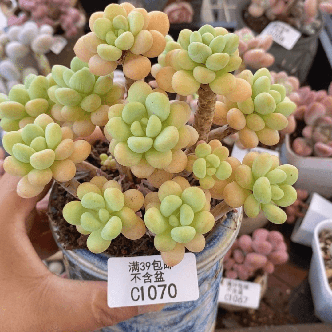 洛可可13cm1070多肉植物