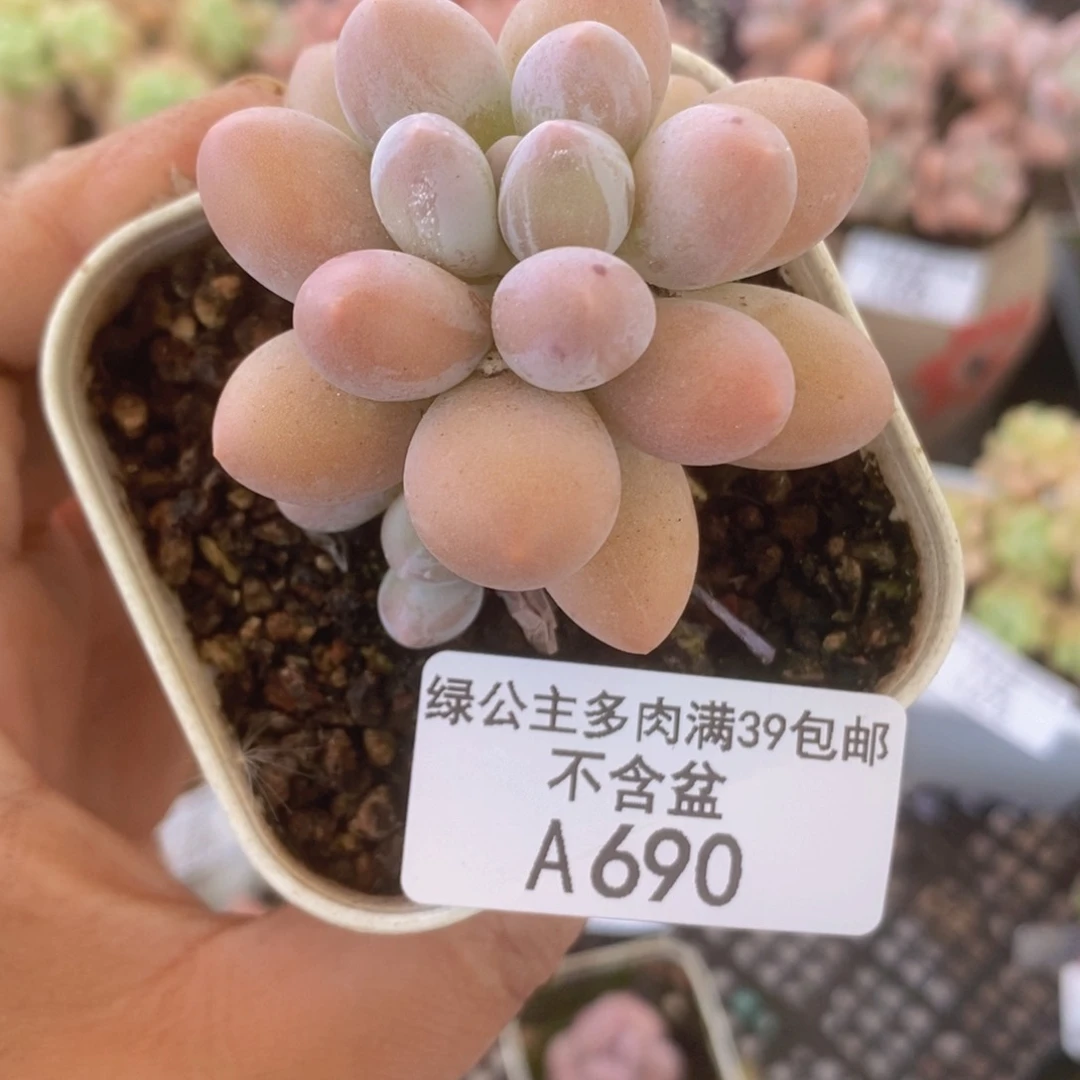 手指奶5cm690多肉植物