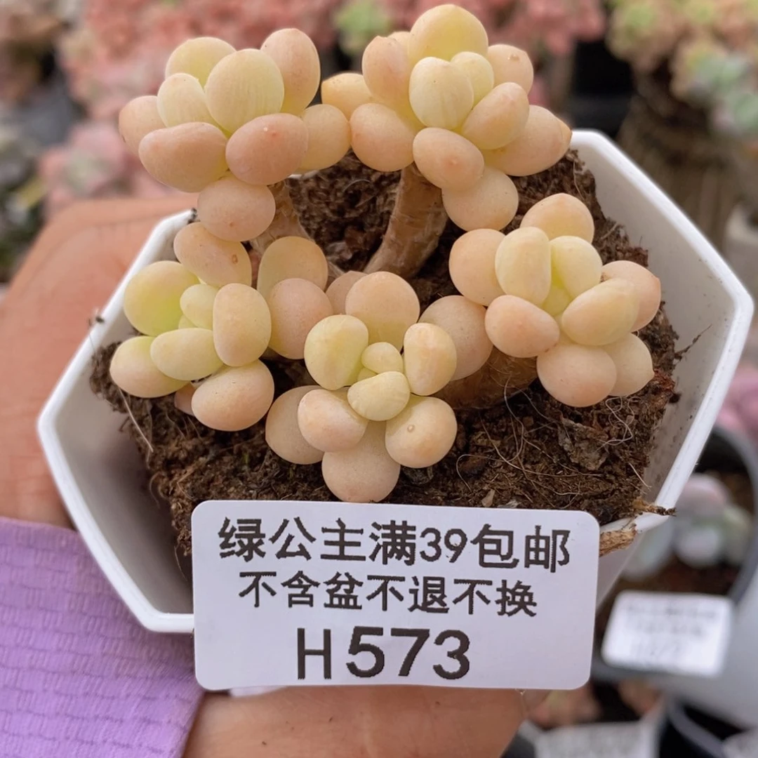 落可可6cm573多肉植物