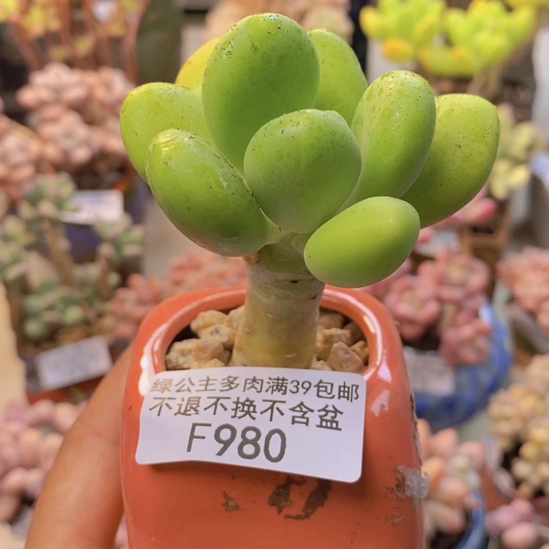 980金蟾多肉肉5cm