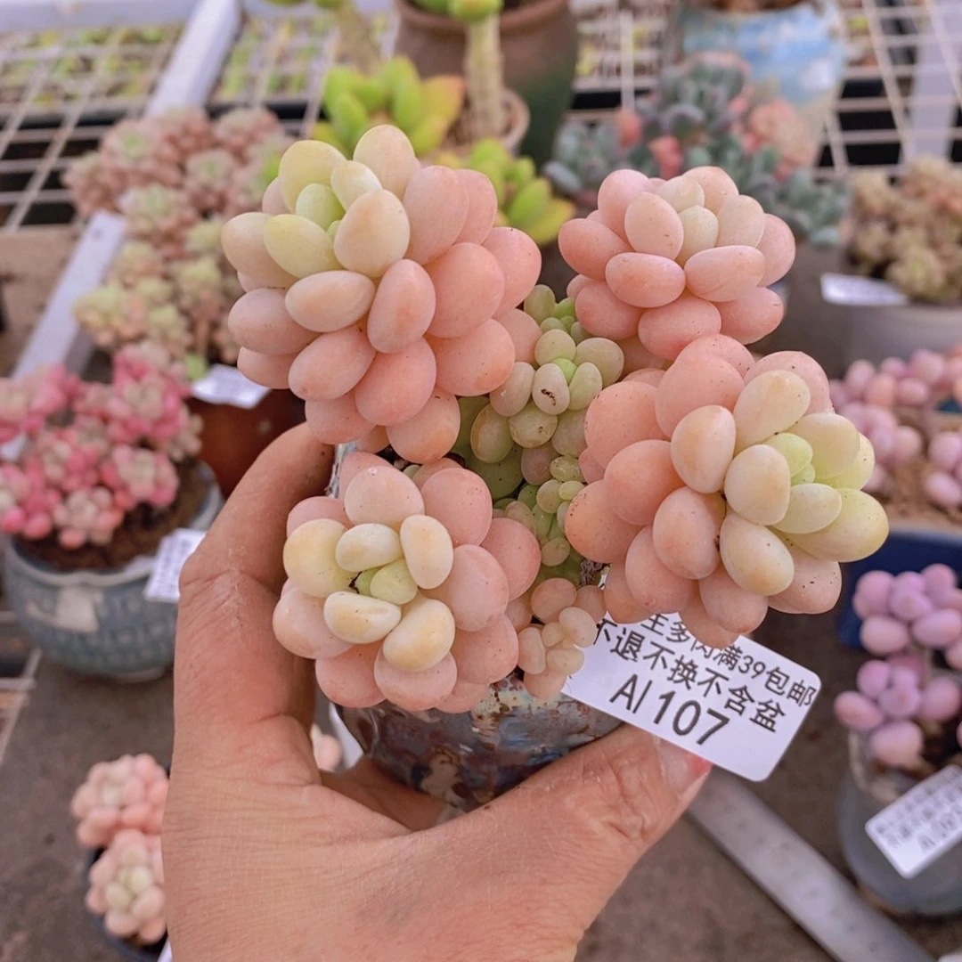 洛可可107/7cm多肉