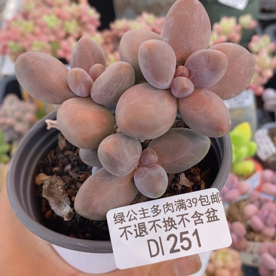 糖果美人8cm251多肉植物