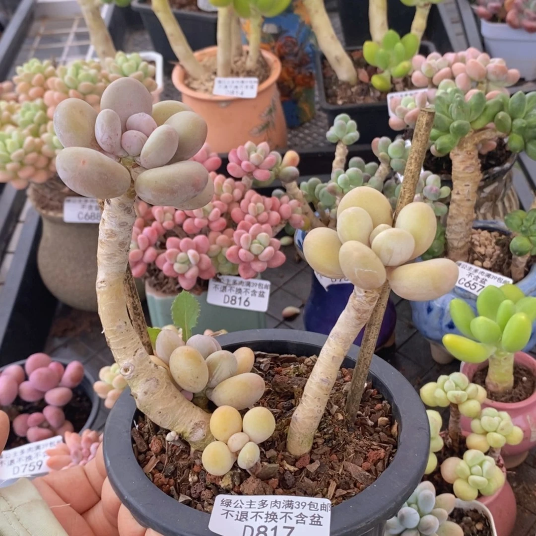 蛋黄奶老桩817多肉植物