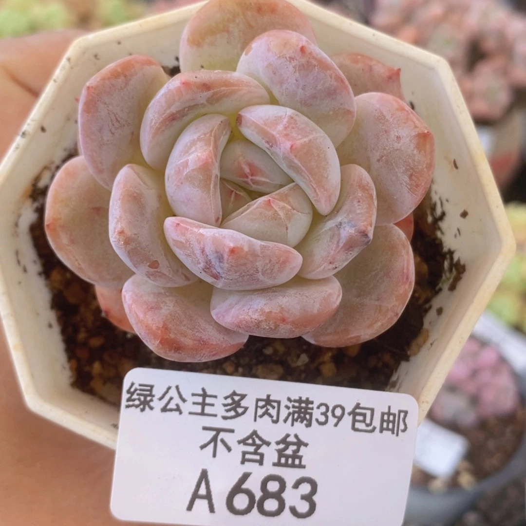 冰橙5cm683多肉植物