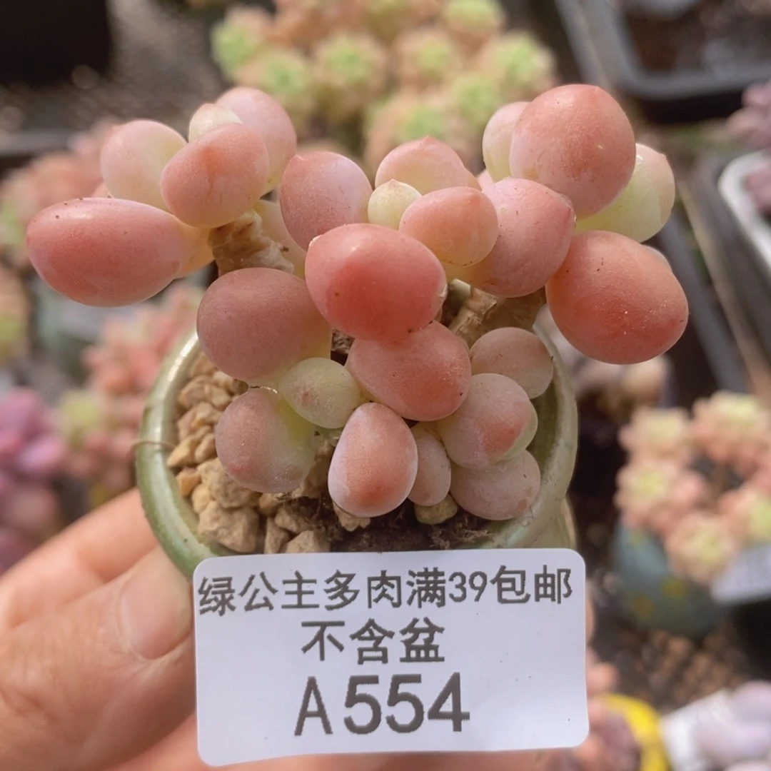橘子香水洛神6cm554多肉植物