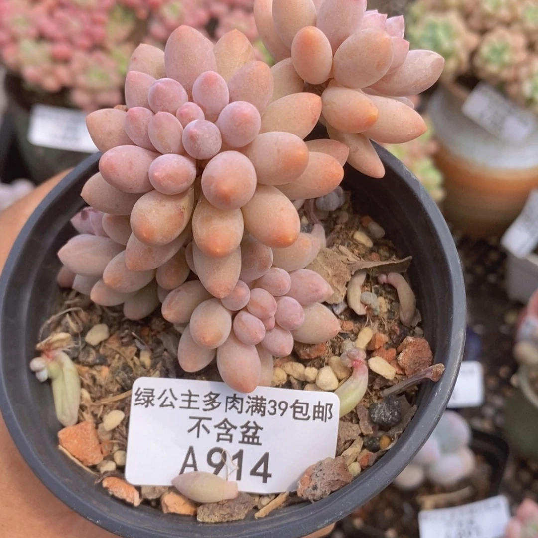 婴儿手指老桩5cm914多肉植物
