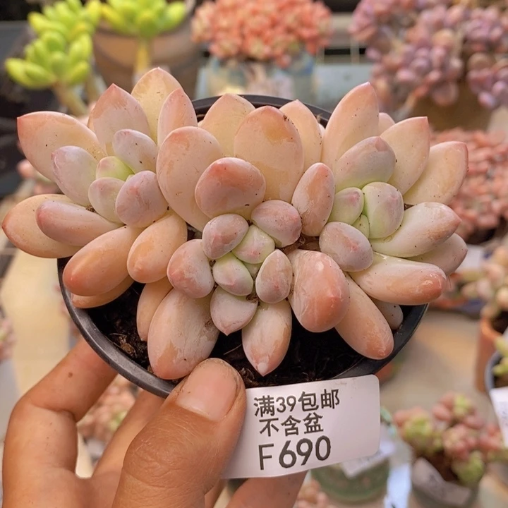 690丸叶香水多肉8c m