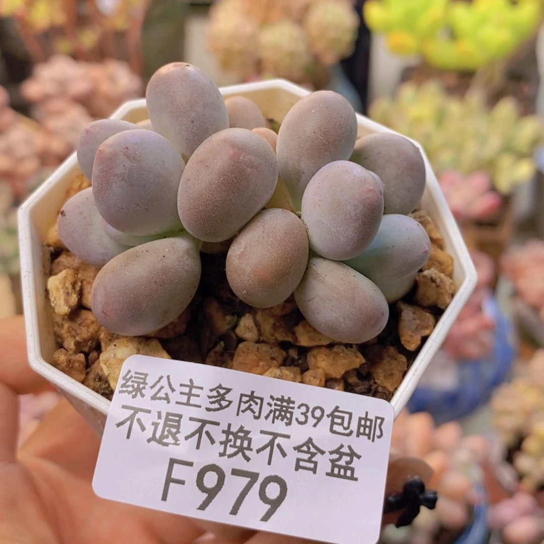 979糖豆奶多肉5c m