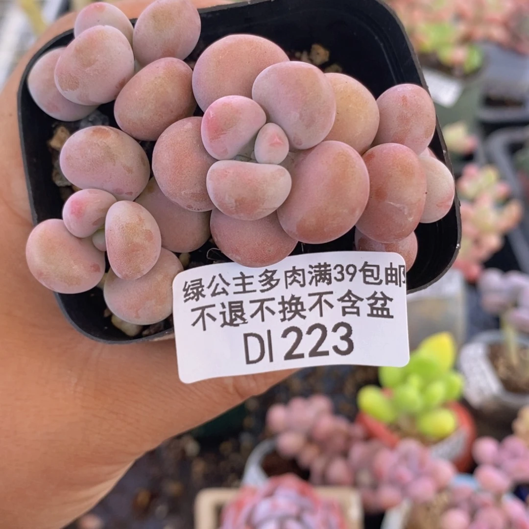腰子桃蛋6vm223多肉植物