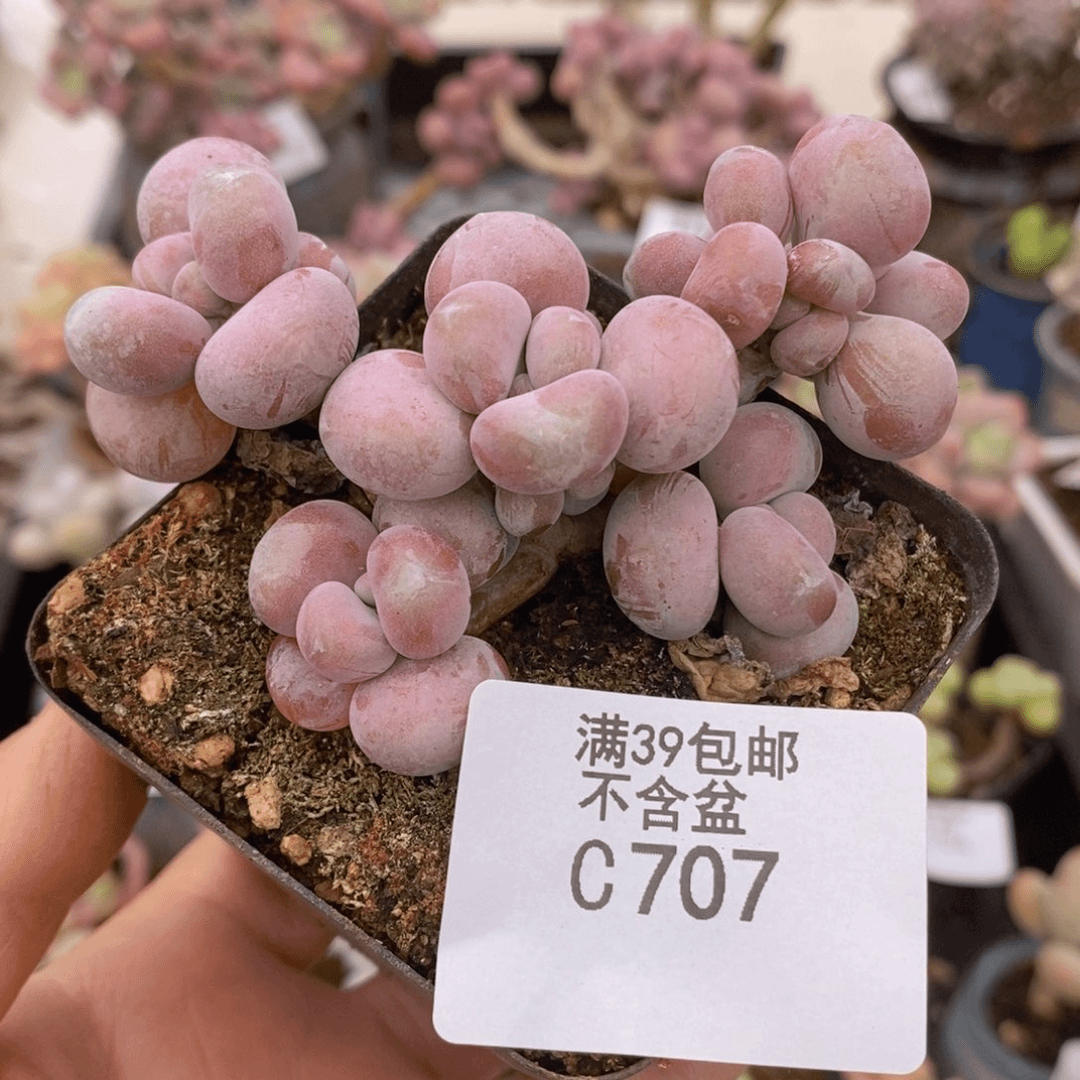 腰子桃蛋8cm707多肉植物
