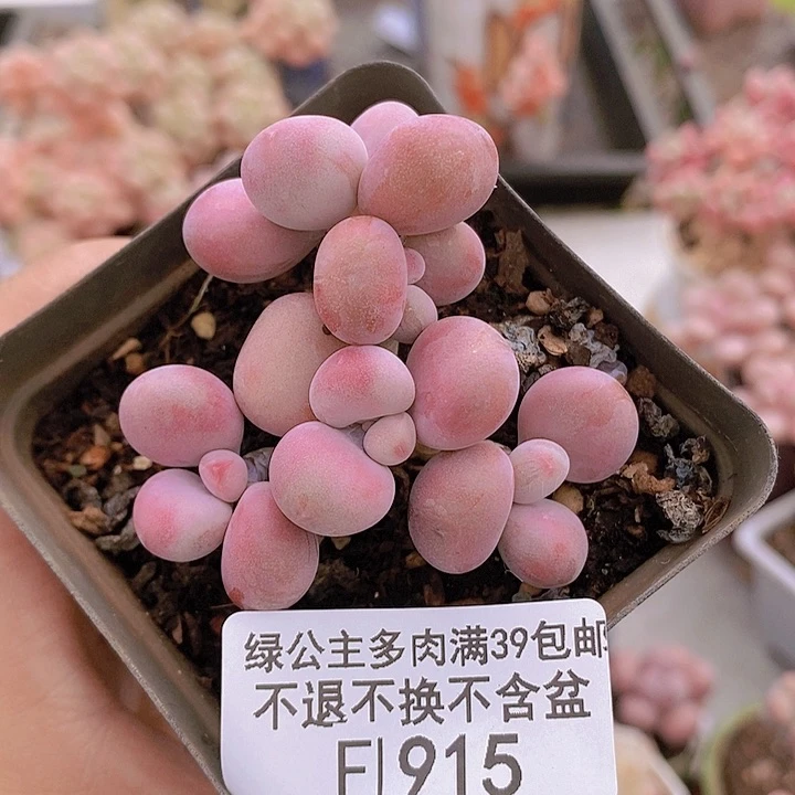 腰子桃蛋5cm915多肉植物