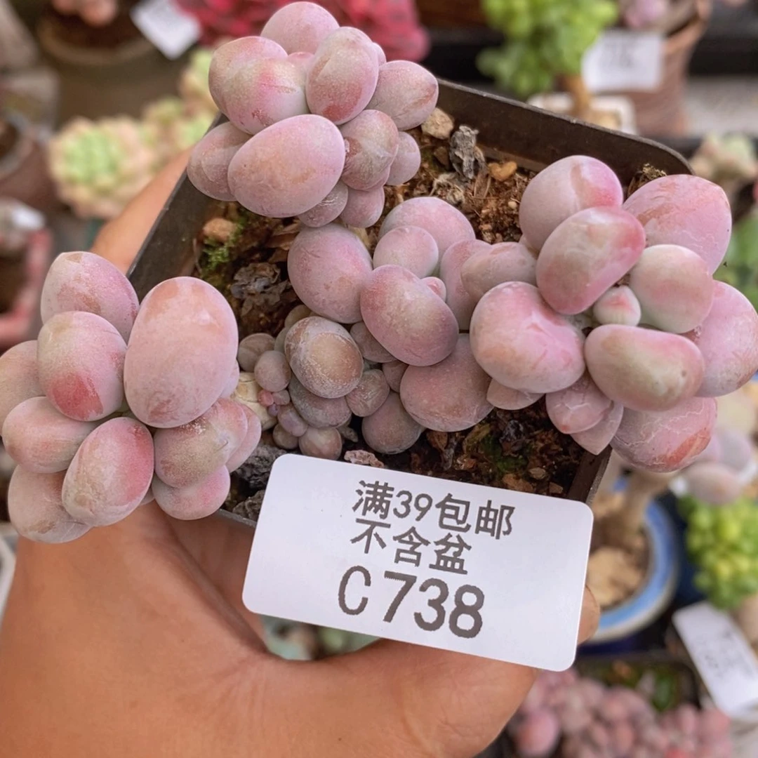 腰子桃蛋8cm738多肉植物