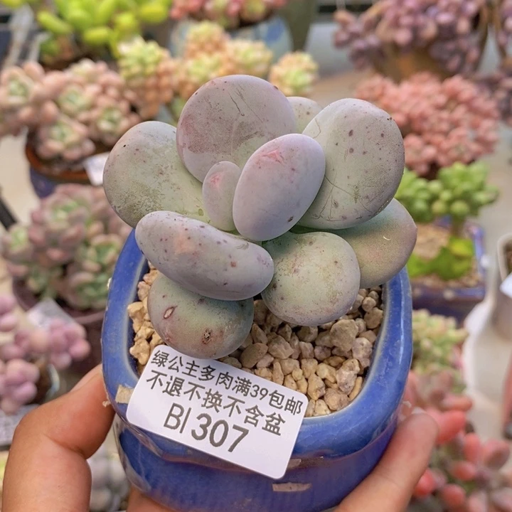 307大叶奶多肉7cm