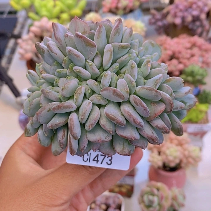 473玛瑙缀多肉8c m m