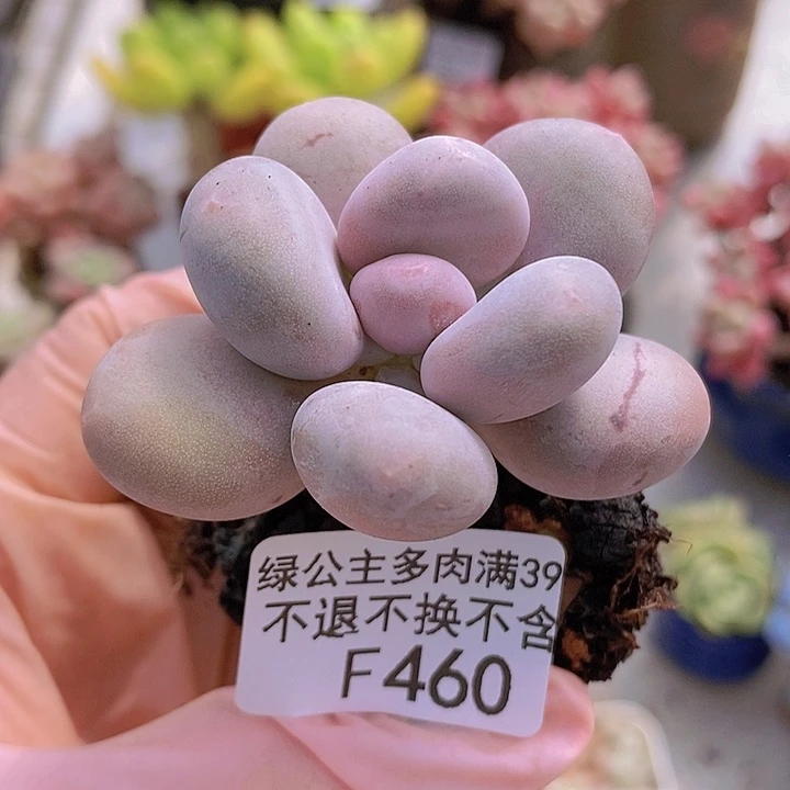 蛋黄奶4cm460多肉植物