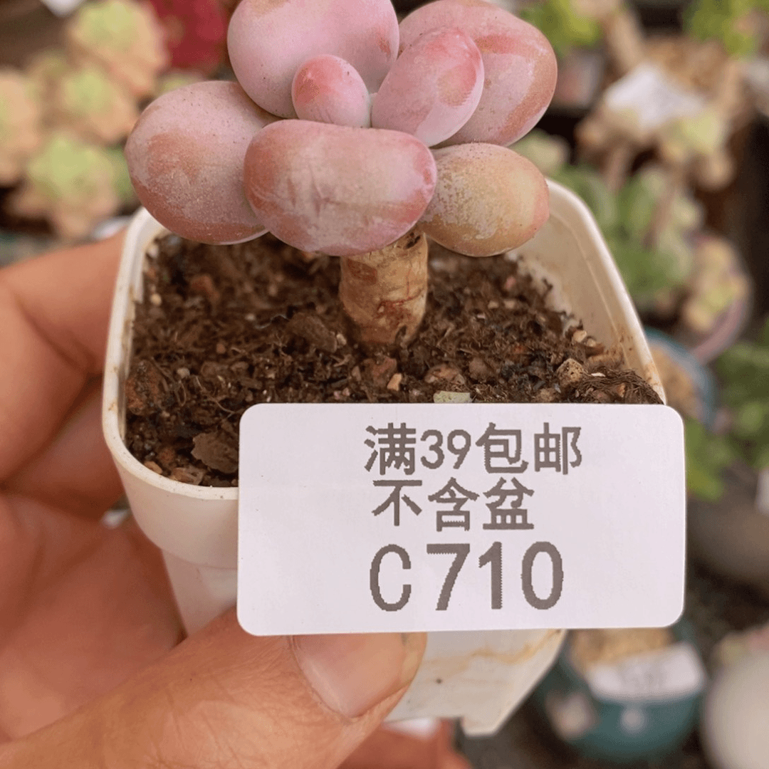 腰子桃蛋3vm710多肉植物