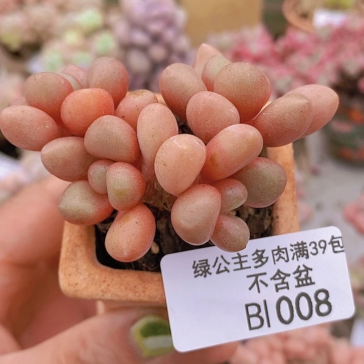 先锋派6cm1008多肉植物