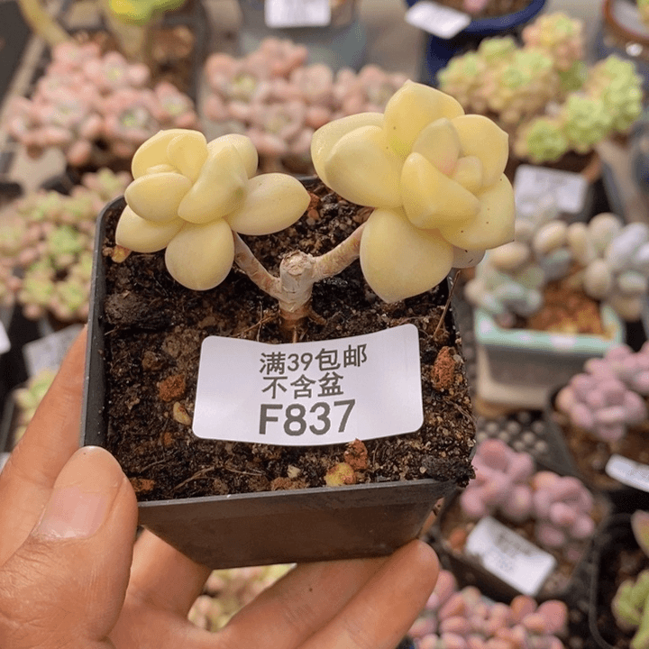 837美杏锦多肉有砍