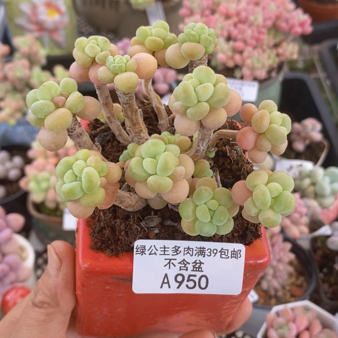 圆叶花朵鱼子酱6cm950多肉植物