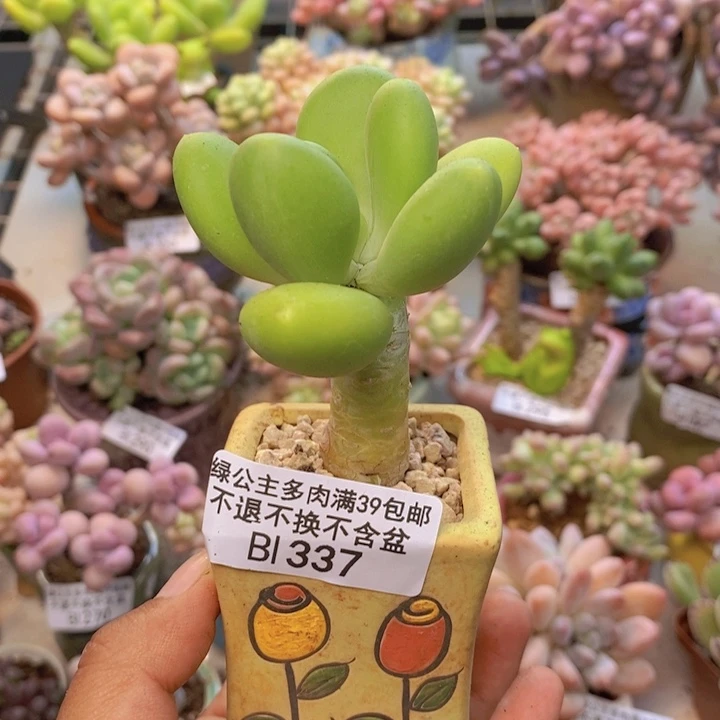 权****乖337金蟾多肉肉5cm