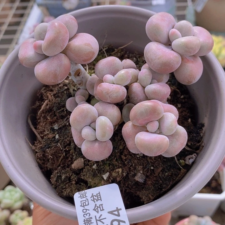 腰子桃蛋694/8c m