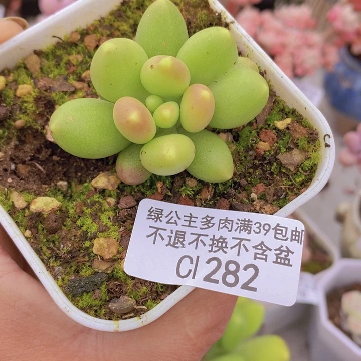 金蟾3cm282多肉植物