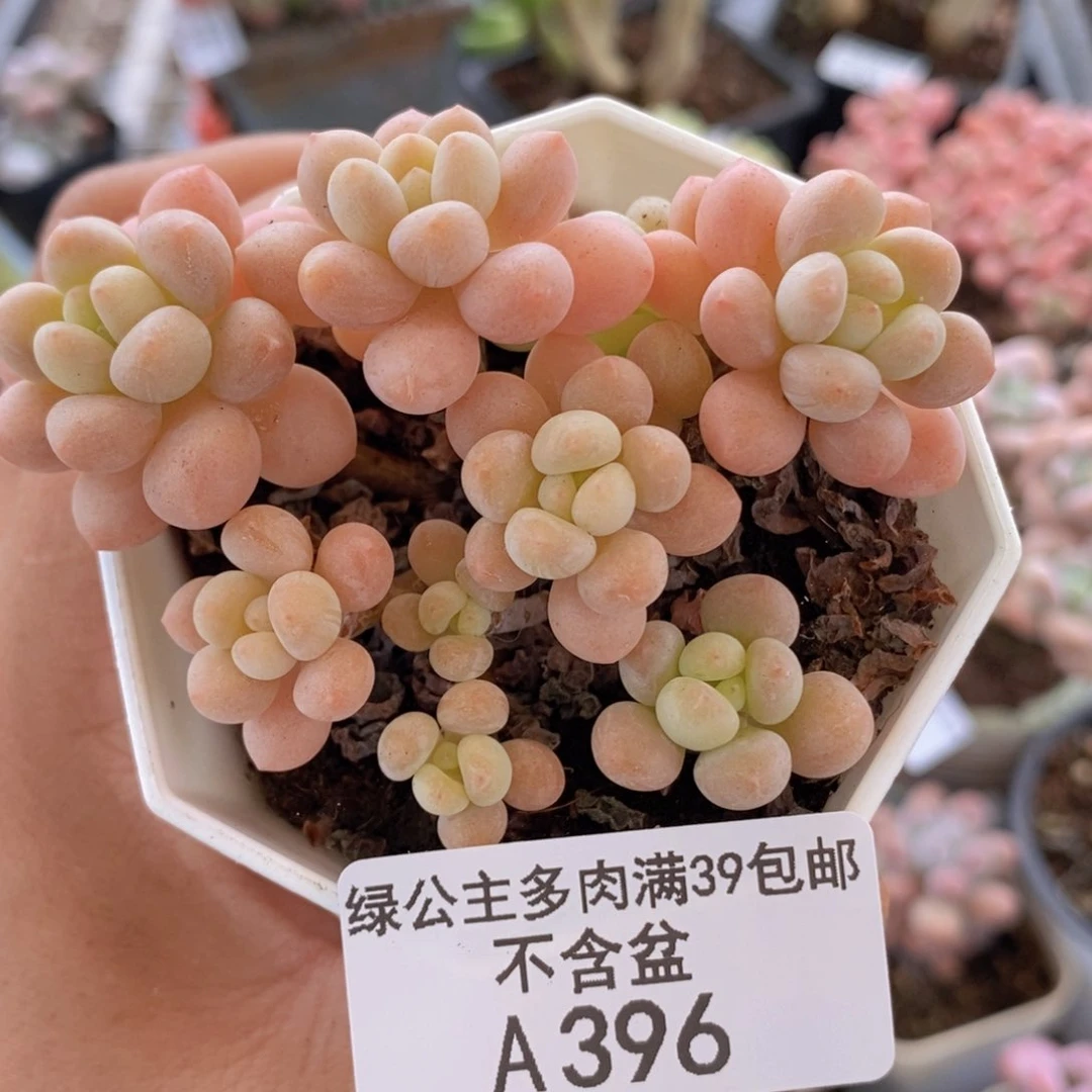鱼子酱6cm396多肉植物