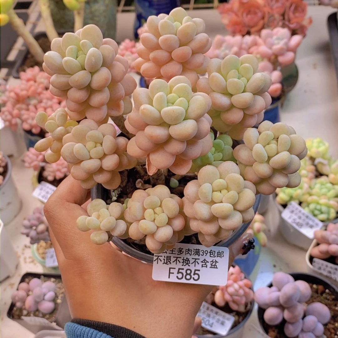 585洛可可多肉10c m