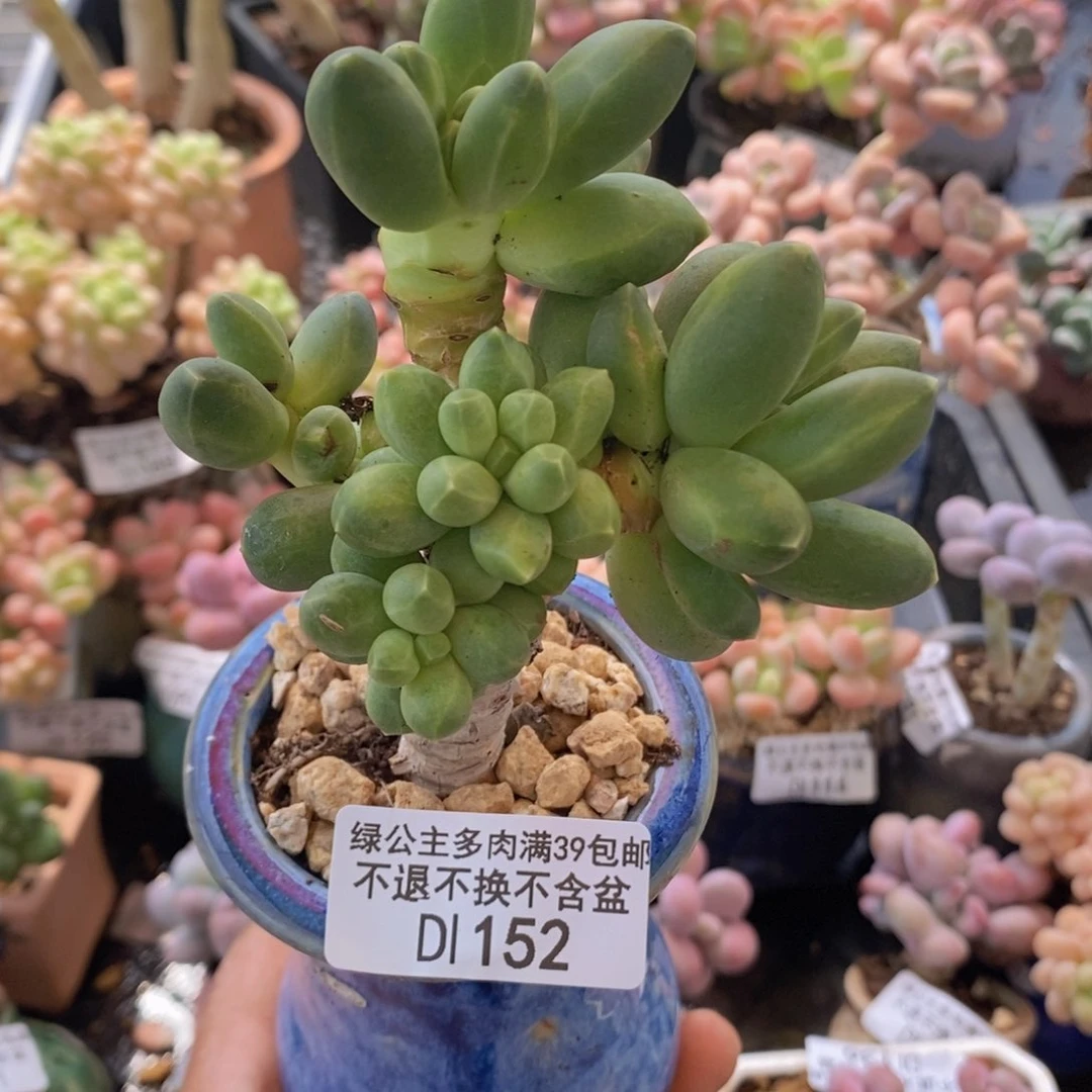 香蕉树老桩152多肉植物