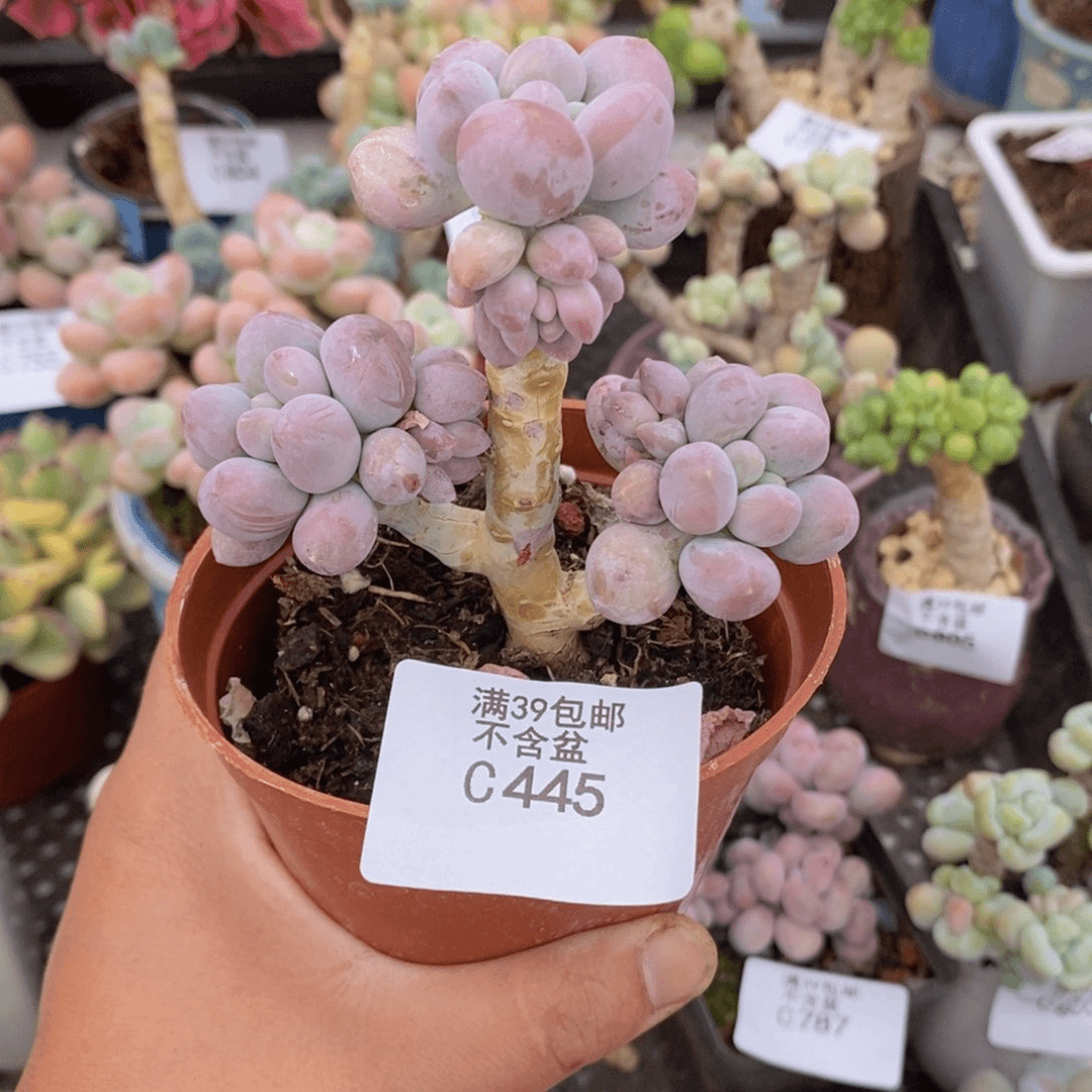 汤圆树5cm445多肉植物