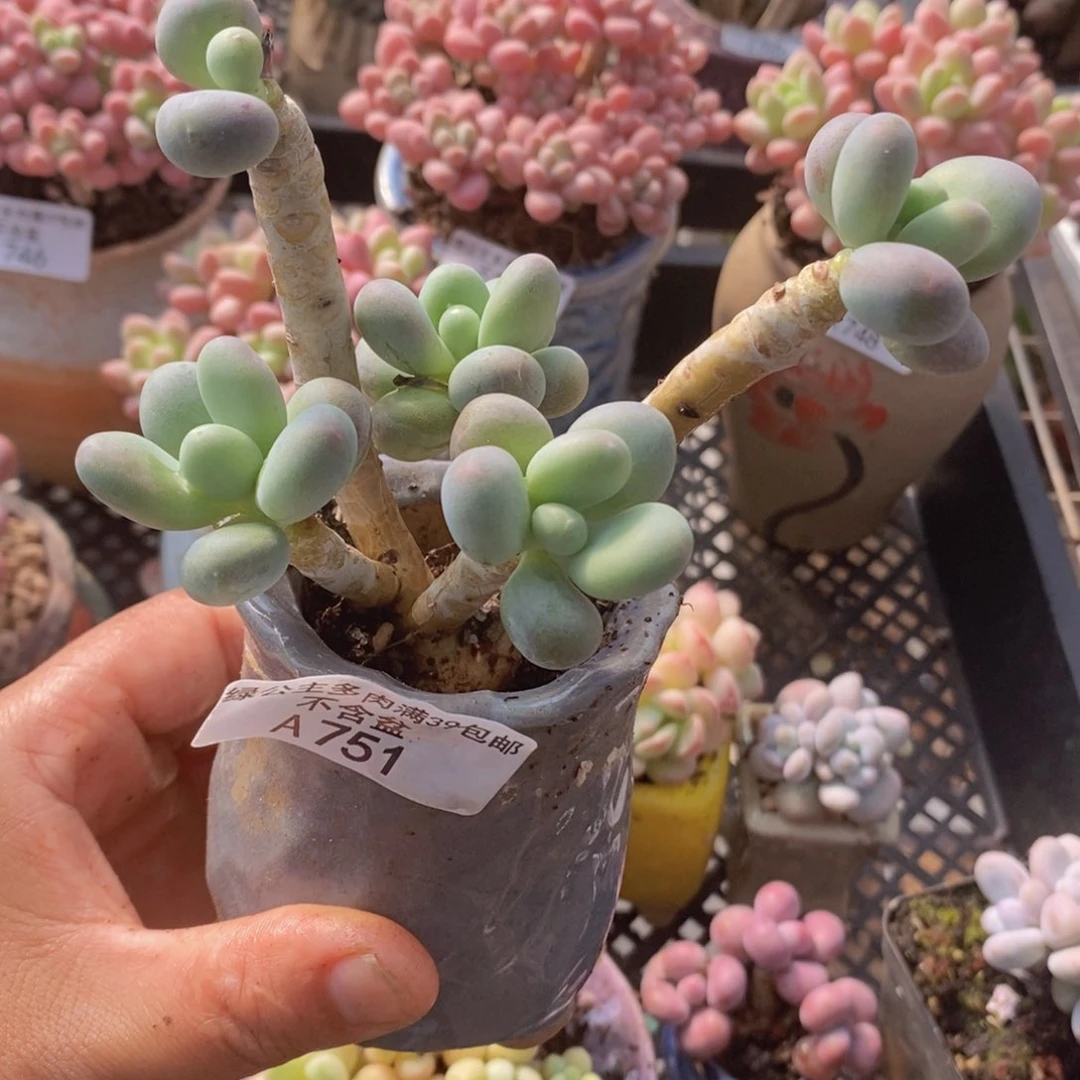 苹果奶老桩751多肉植物