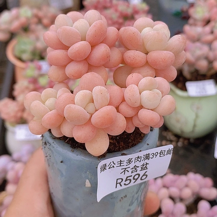 花球洛可可6cm596多肉植物