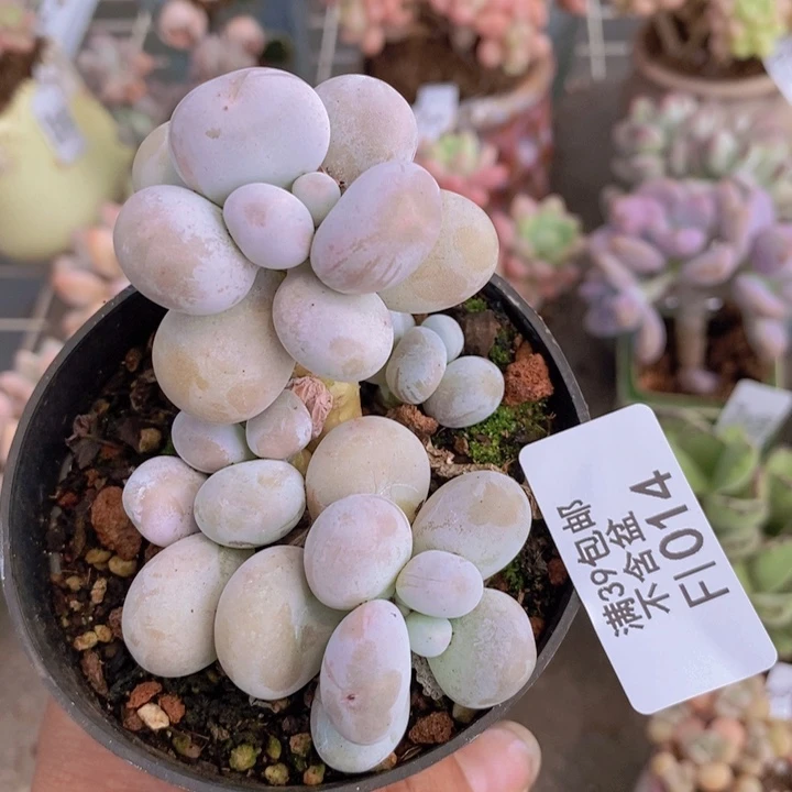 芭比奶酪1014/7vm福利