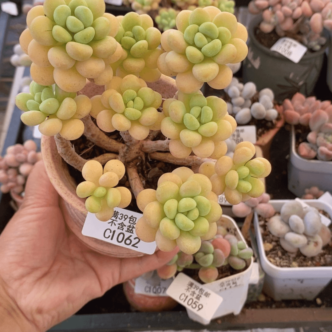 洛可可老桩10cm1062多肉植物