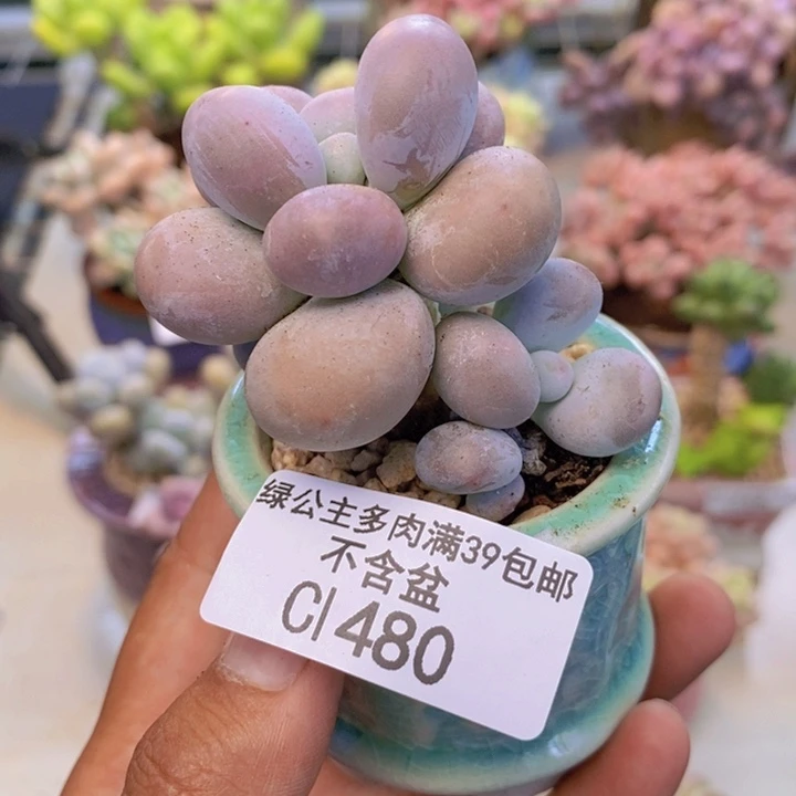 480芭比奶多肉5cm