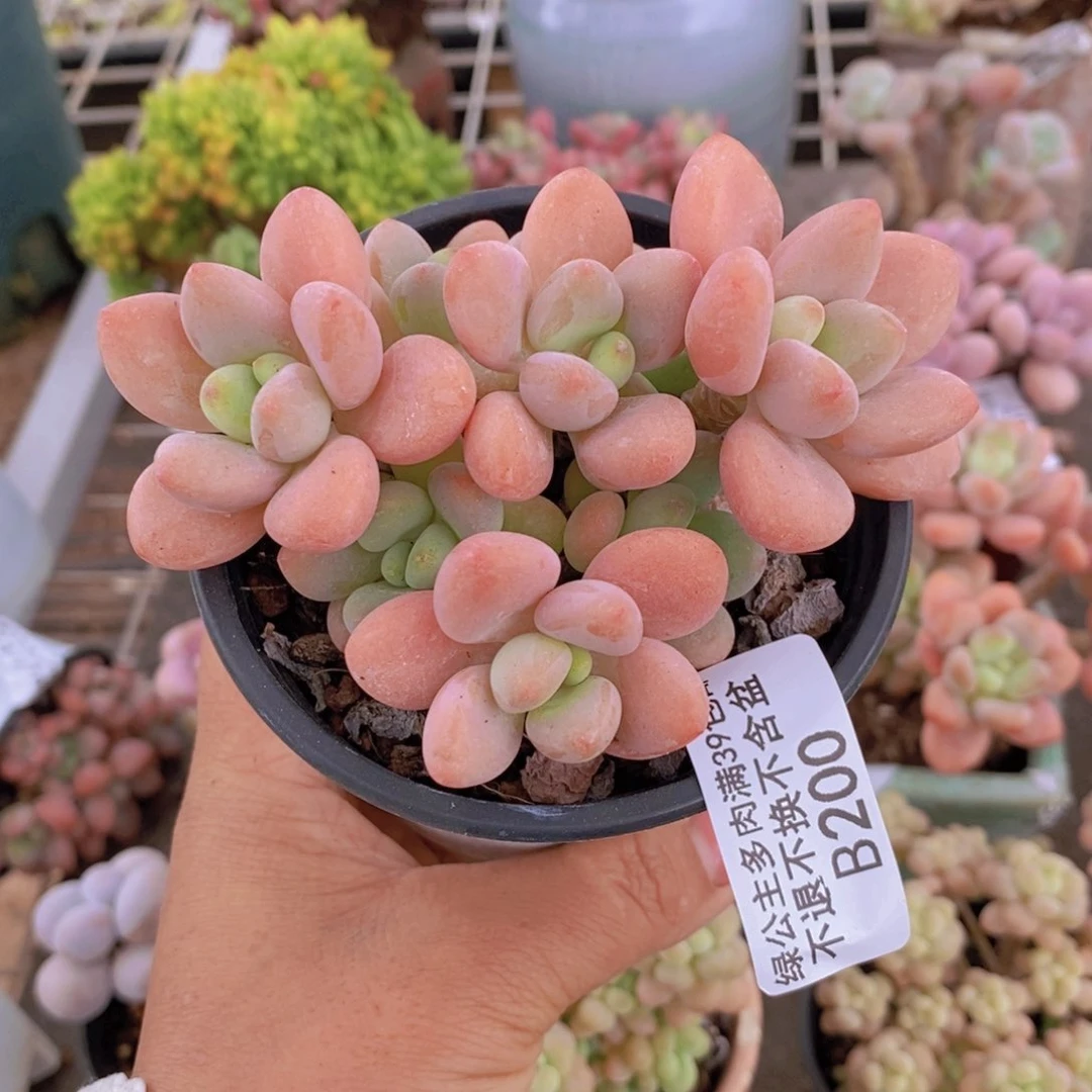 香水洛神200/7c m