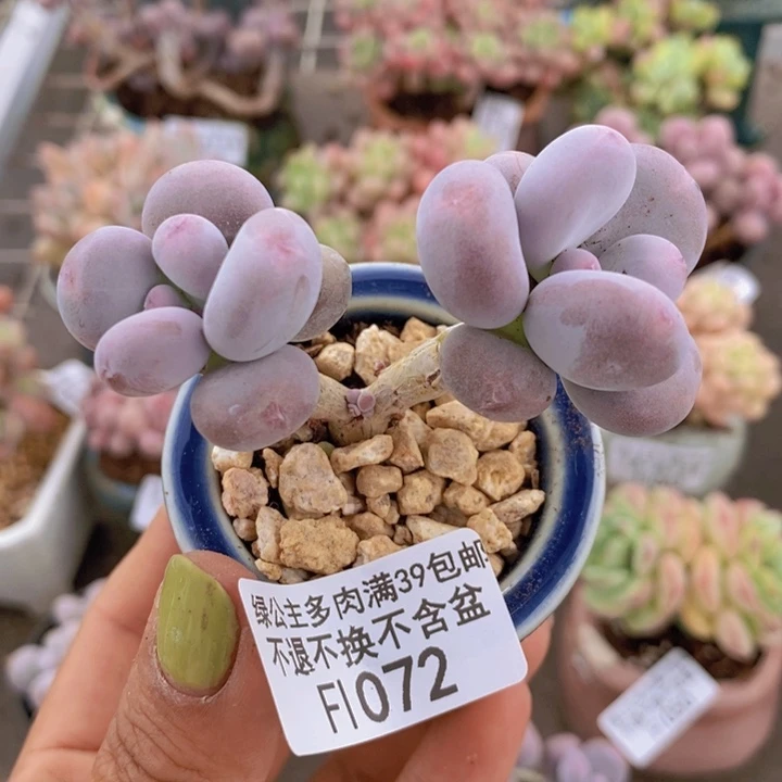 彩虹奶1072/6cm多肉