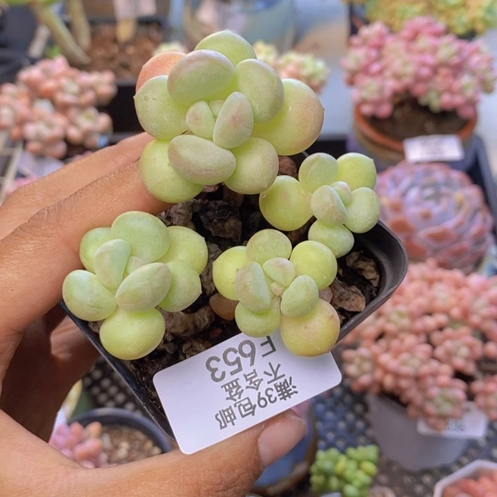 653萤火虫多肉有砍