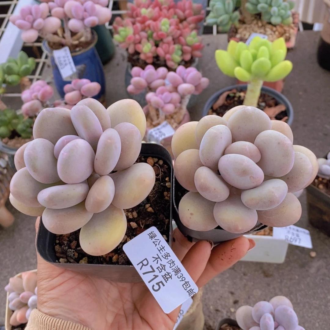 蛋黄奶酪715/6c m