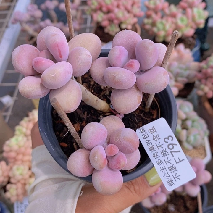 糖果桃蛋793/7c m