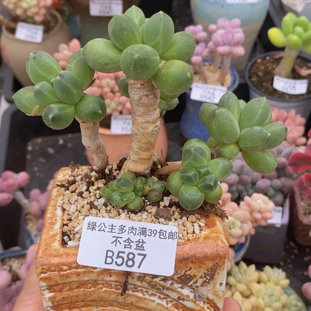 香蕉树老桩肥炸叶运输会掉叶587多肉植物