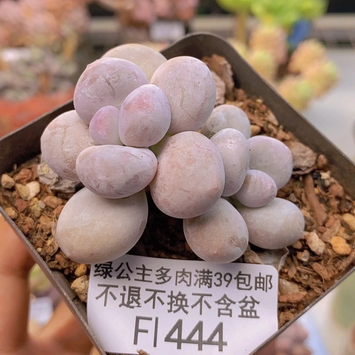444蛋黄奶多肉5cm