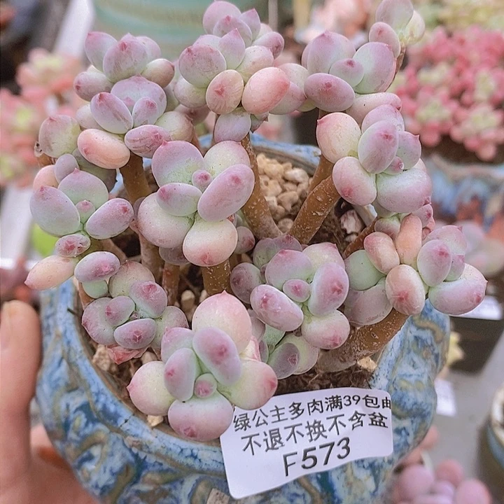 四代苹果奶散拼9cm573多肉植物