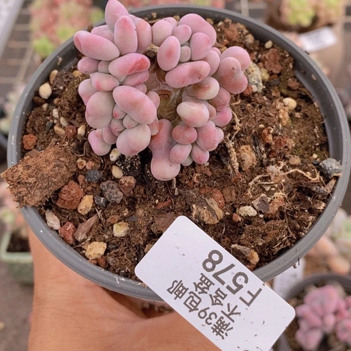 腰子桃蛋578/4c m多肉
