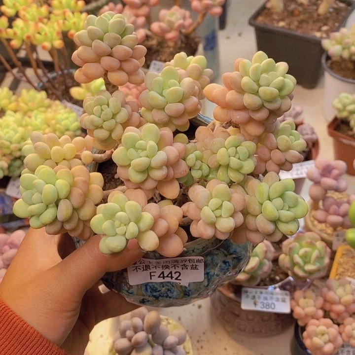 442洛可可多肉10cm