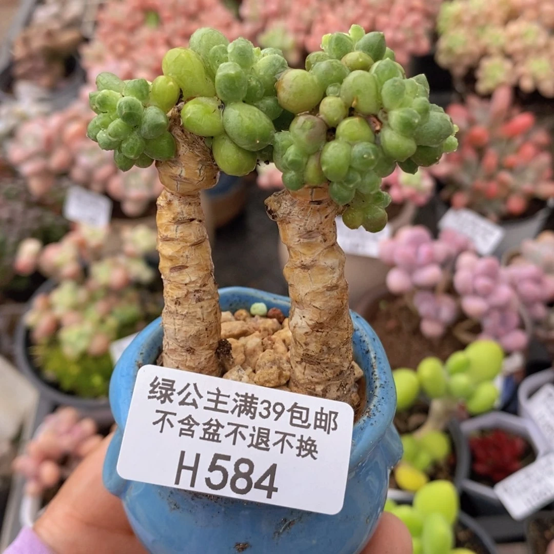 香蕉树老桩584多肉植物