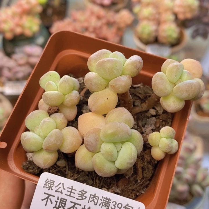 344萤火虫多肉5cm