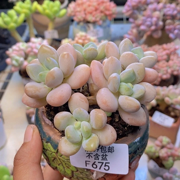 ❤️***675橘子香水多肉7cm