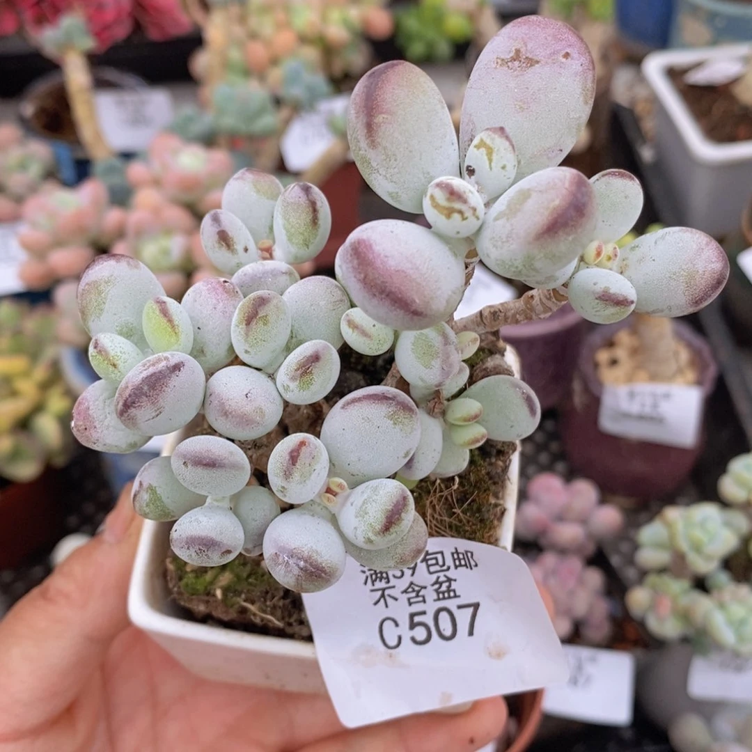 乒乓福娘有砍507多肉植物