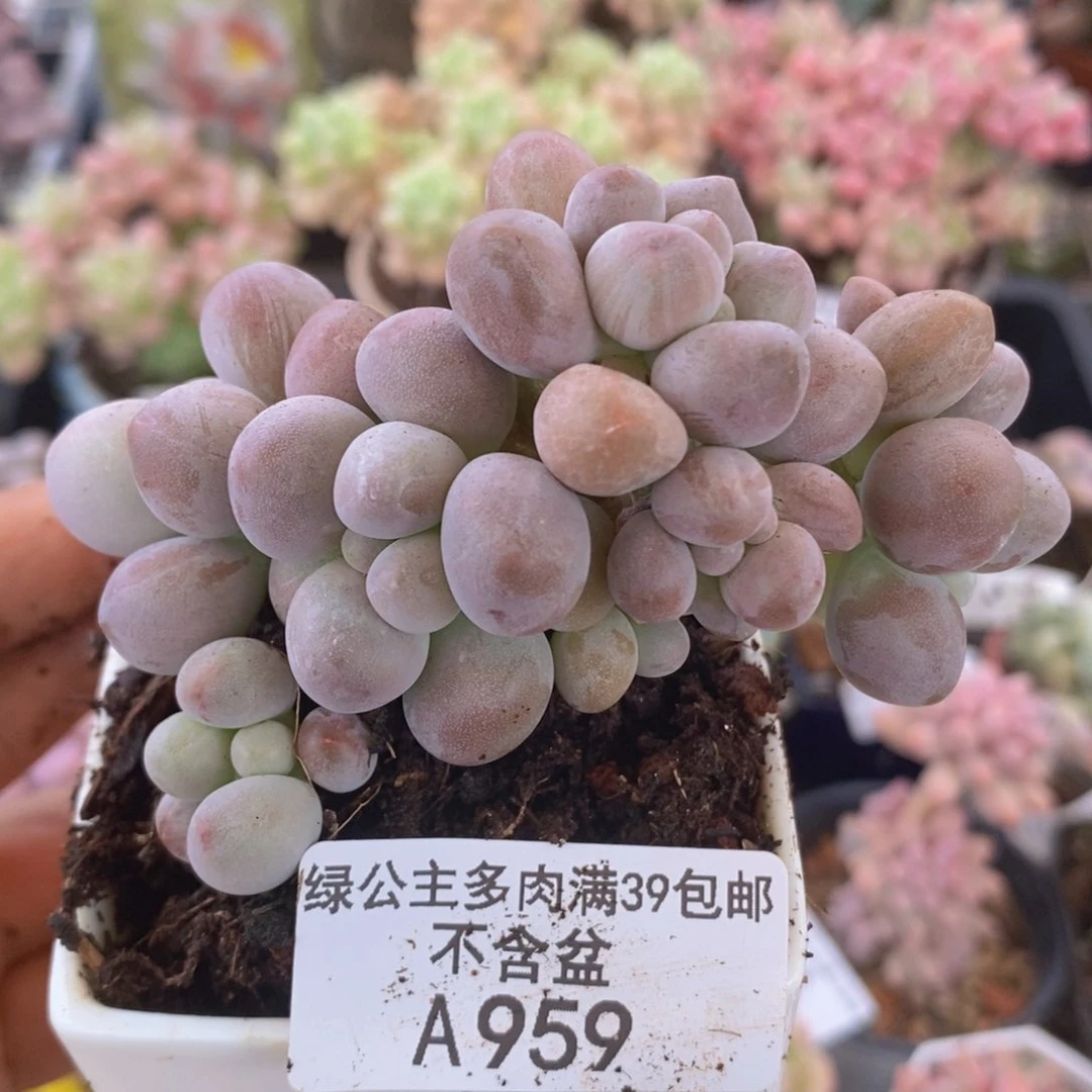 汤圆8cm959多肉植物